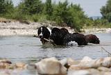TERRE NEUVE & LANDSEER 087